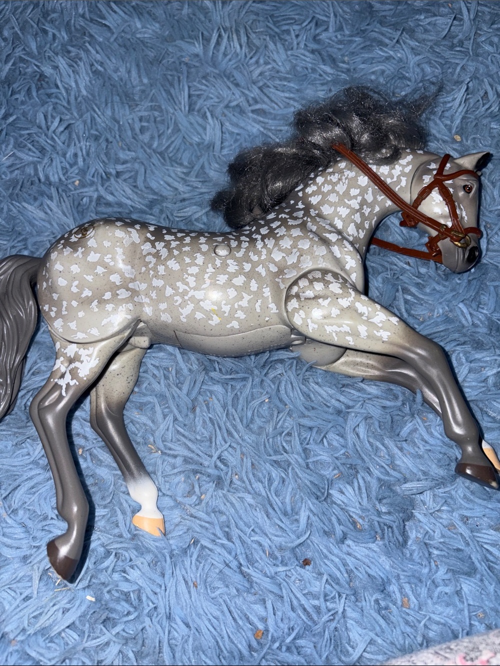 Gray Grand champion horse